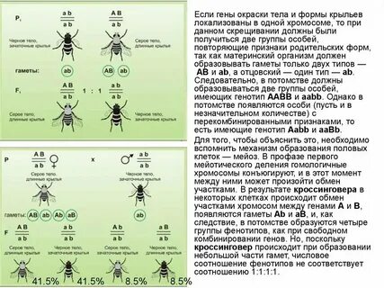 Сколько хромосом в листе огурца