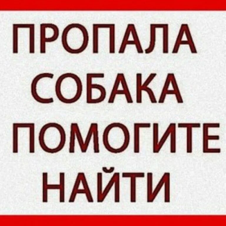 Пропала собака помогите. Потерялась собака. Пропала собака помогите найти. Сос пропала собака. Помогите найти собаку.