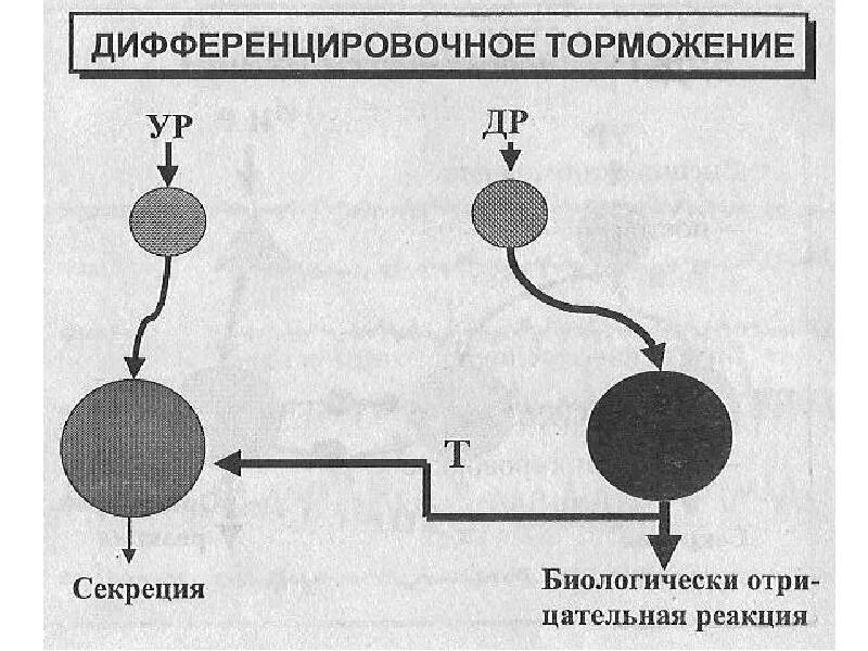 Угасательное торможение. Дифференцированное торможение условных рефлексов. дифференцировочное торможение примеры. пример дифференцированного торможения. дифференцировочное торможение примеры у человека.