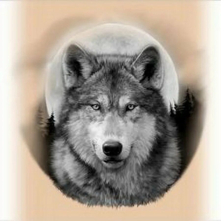 тату белый волк. волк тату эскиз реализм. тату белый волк. тату волк штрихами. тотемное животное ворон тату.