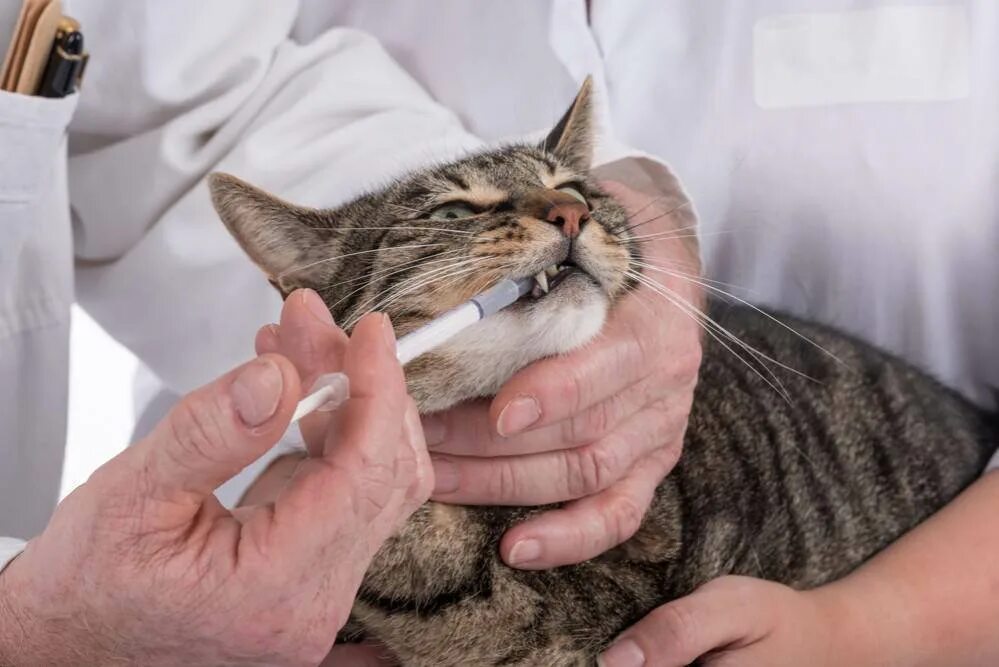 Как дать коту капли