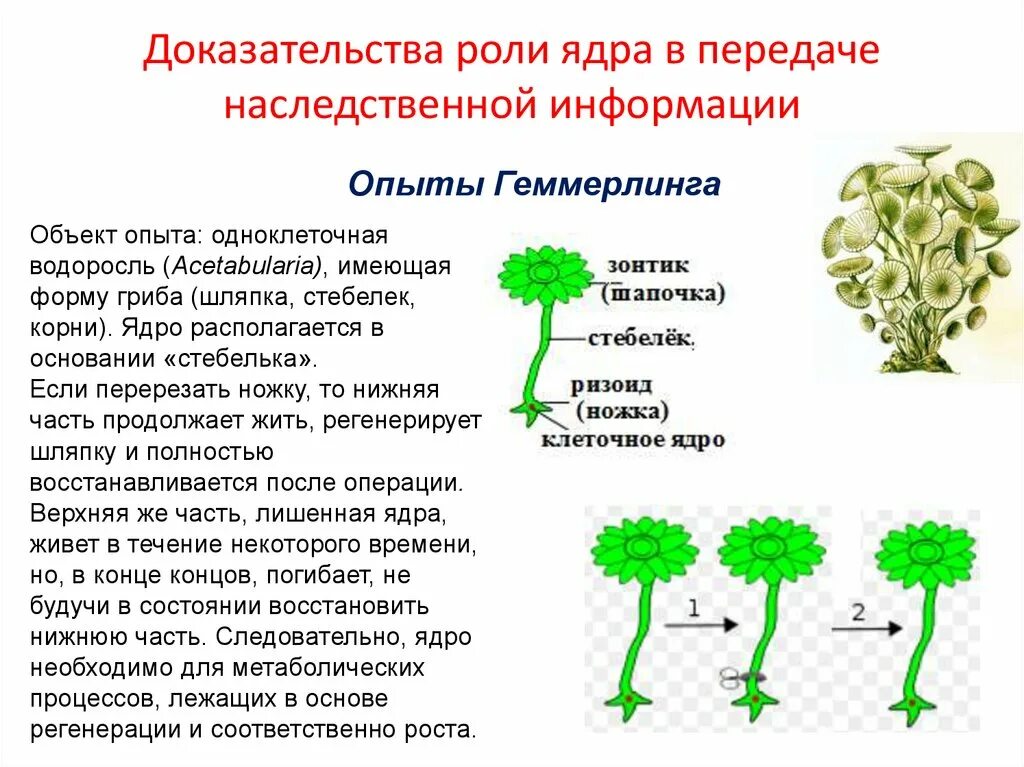 Доказательства роли ядра в передаче наследственной информации. Доказательства роли ДНК как хранителя генетической информации. Организация наследственной информации грибы. Наследственный материал у растений. Наследственный материал ядра