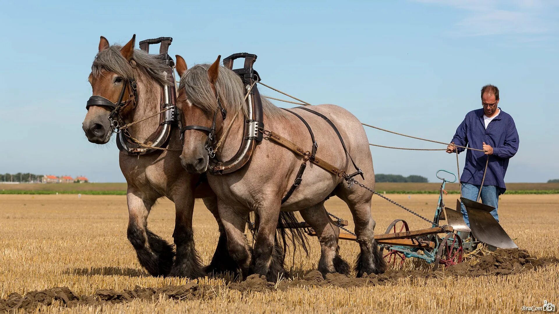 Посевная в деревне. Пахать плугом. Пашет. Лошадь пашет поле. Сельское хозяйство земледелие.