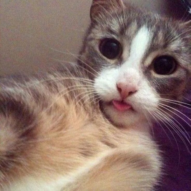Смазанные коты