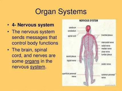 Body function
