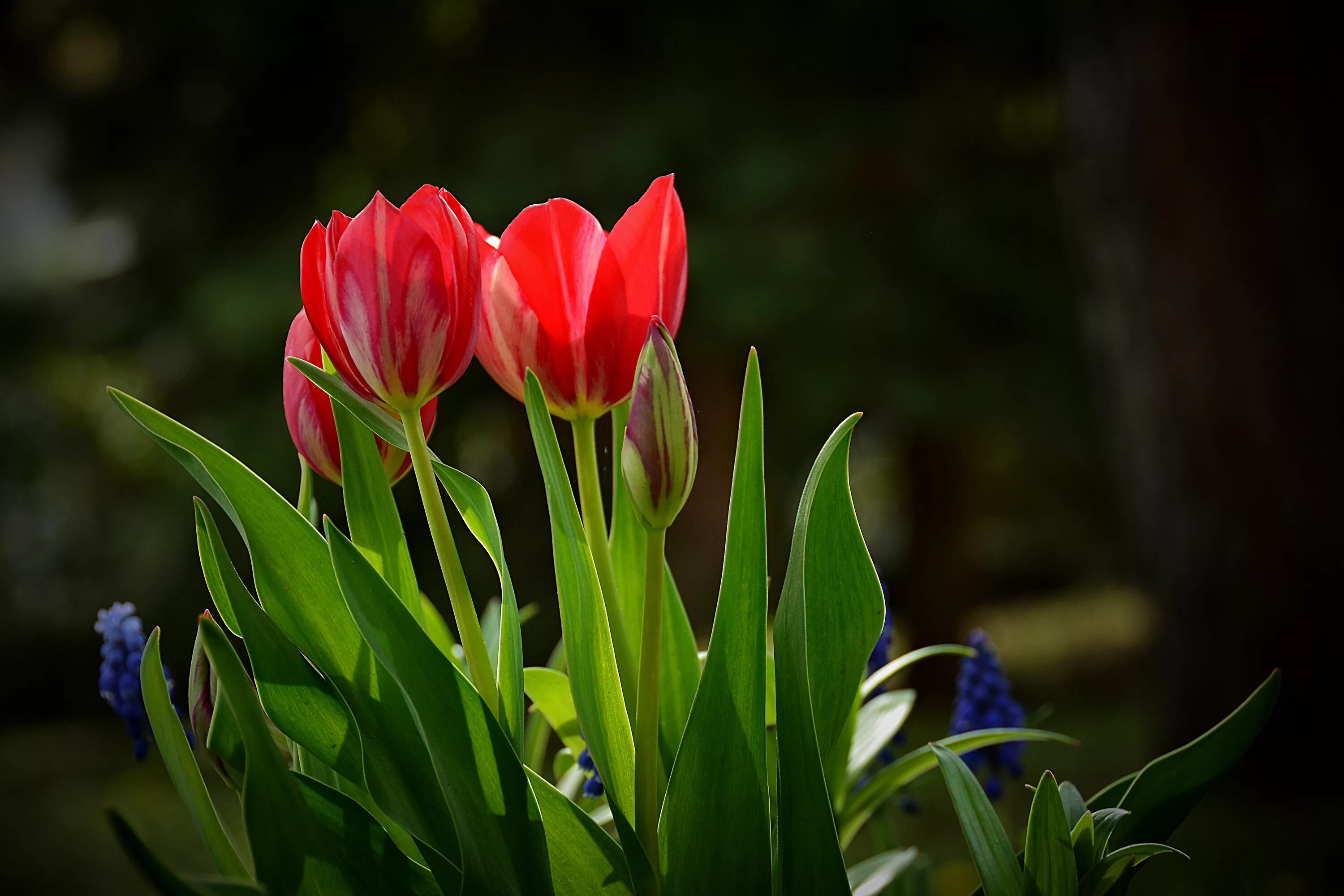 Красивые тюльпаны на экран. Обои на рабочий стол тюльпаны. Тюльпаны на рабочий стол. Тюльпан ап пинк. Тюльпаны hd.