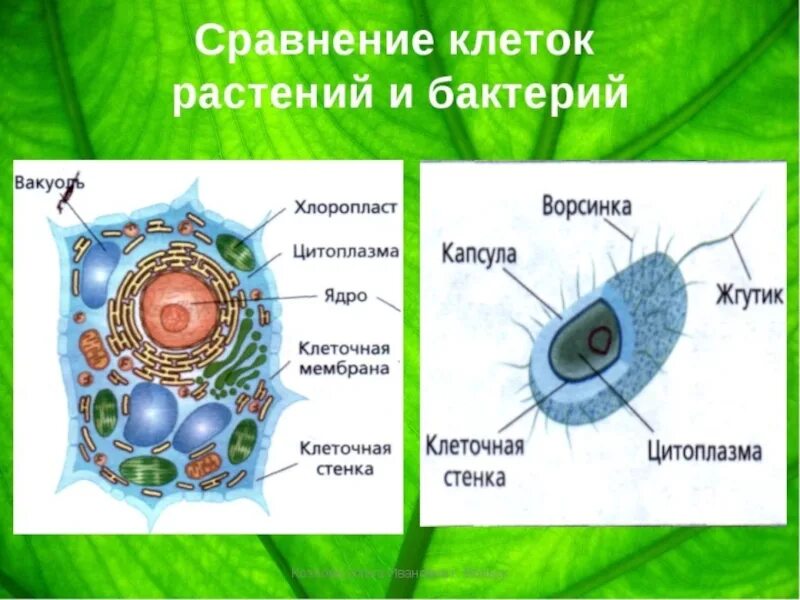 Растительные клетки 5 класс биология. Клетка растения. Строение растительной и животной клетки 5 класс биология. Клетка растения 5 класс. Строение животной клетки по биологии 5 класс.