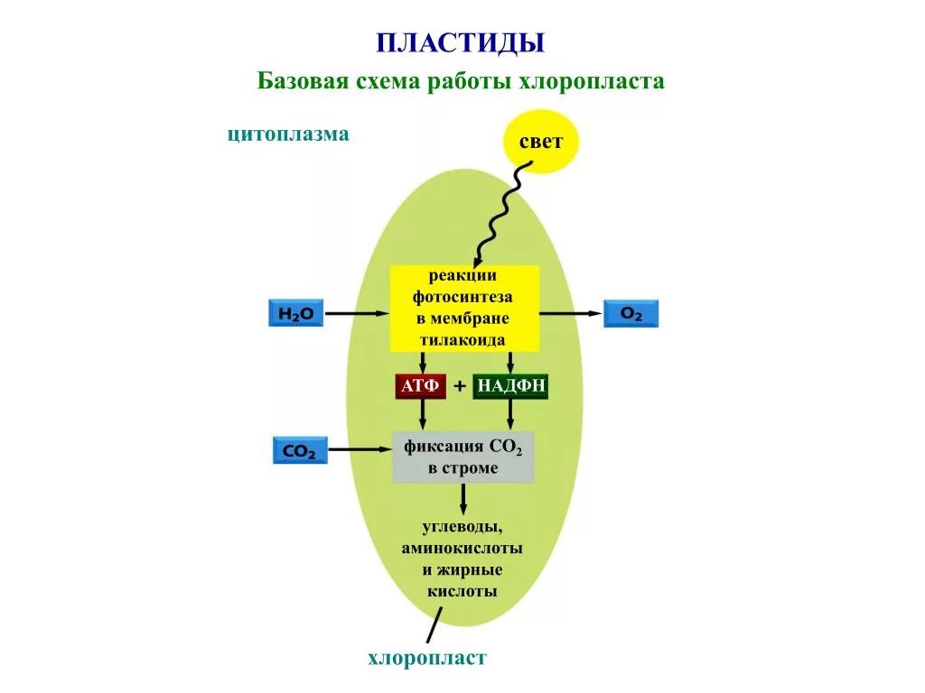Происходит в хлоропластах на свету. Схема синтеза АТФ В хлоропластах. Хлоропласты АТФ. АТФ синтаза в хлоропластах. Пластиды схема.