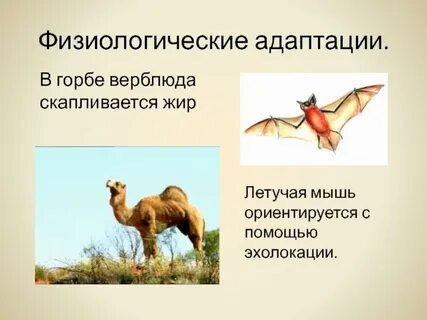 Физиологические приспособления примеры