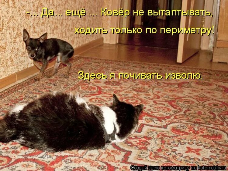 Там коты тут коты. Кот ковер прикол. Собака и кот на ковре. Мимо котов. Кошки смеялись надо мной.