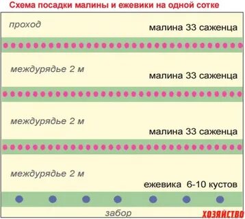 Расстояние между малиной при посадке в ряд