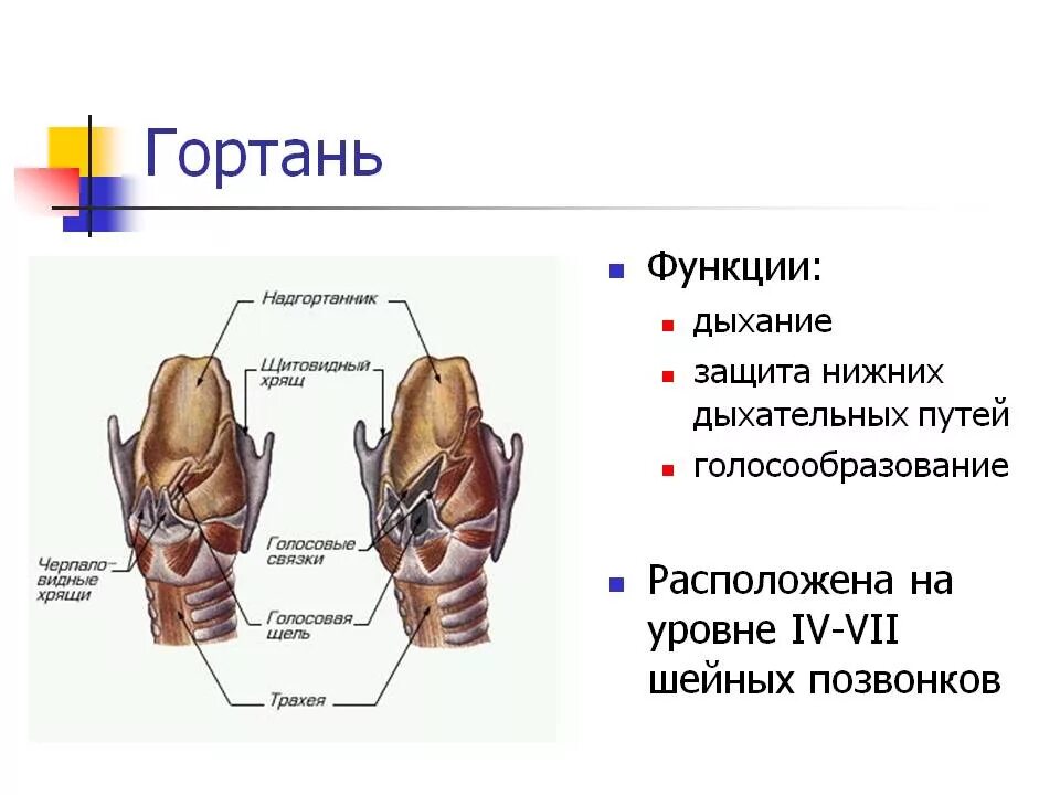 Гортань функции кратко. Гортань строение и функции. парные хрящи гортани - черпаловидные, рожковидные и клиновидные. строение, функции и проекция гортани.. гортань функция и система органов.