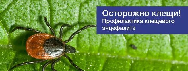 Клещевой вирусный энцефалит. Клещевой паралич. Переносчик таежного энцефалита. Постоянные факторы развития гемиплегии. Боррелиоз клинические проявления.