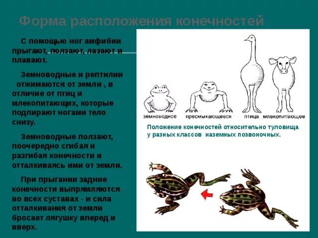 Чем отличается нервная система млекопитающих от пресмыкающихся. Система рыбы амфибии рептилии птицы млекопитающие таблица. Расположение конечностей у земноводных и пресмыкающихся. Сравнить пресмыкающихся и амфибий. Отличие рептилий от пресмыкающихся.