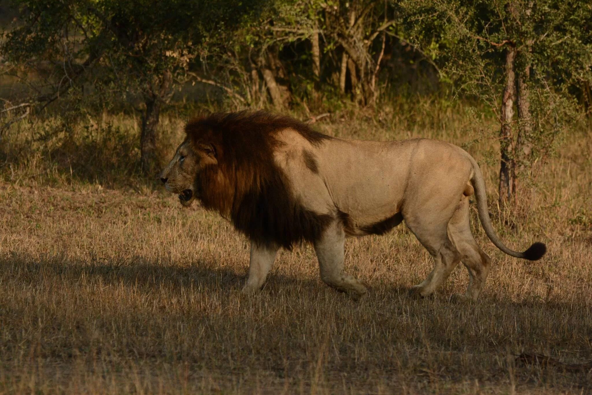 Толстый лев уфа. Panthera Leo melanochaita. Упитанный Лев. Самый крупный Лев. Жирный Лев.