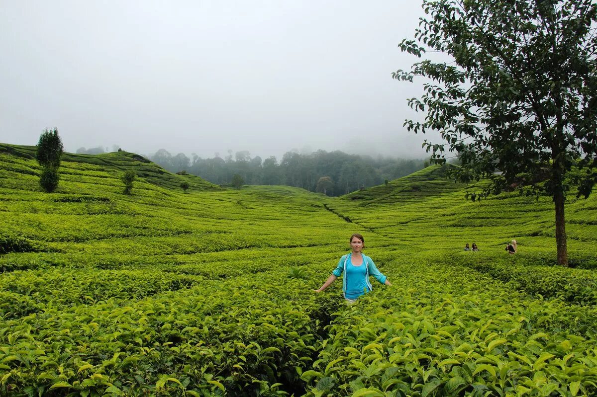 Остров плантация. Шри Ланка чайная плантация чайная фабрика. Горы чайные плантации Шри Ланка. Чайные плантации Бали. Чайная фабрика и плантации в Нувара Элии.