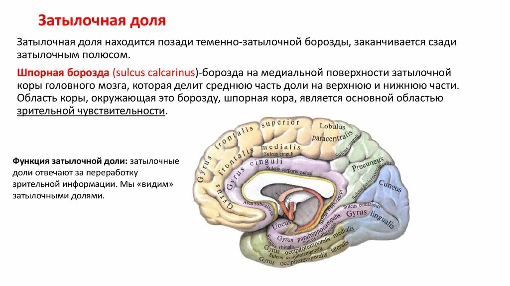 В затылочной доле мозга расположены. Функции затылочной доли головного.