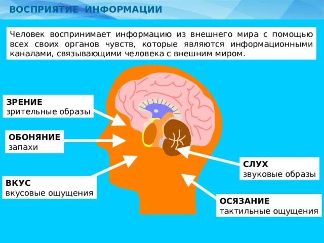 Как человек воспринимает информацию. Как человек воспринимает информацию информатика. Человек не воспринимает информацию. Человек не воспринимает информацию. Восприятие информации человеком.