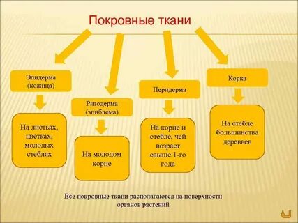 К первичным покровным тканям относятся