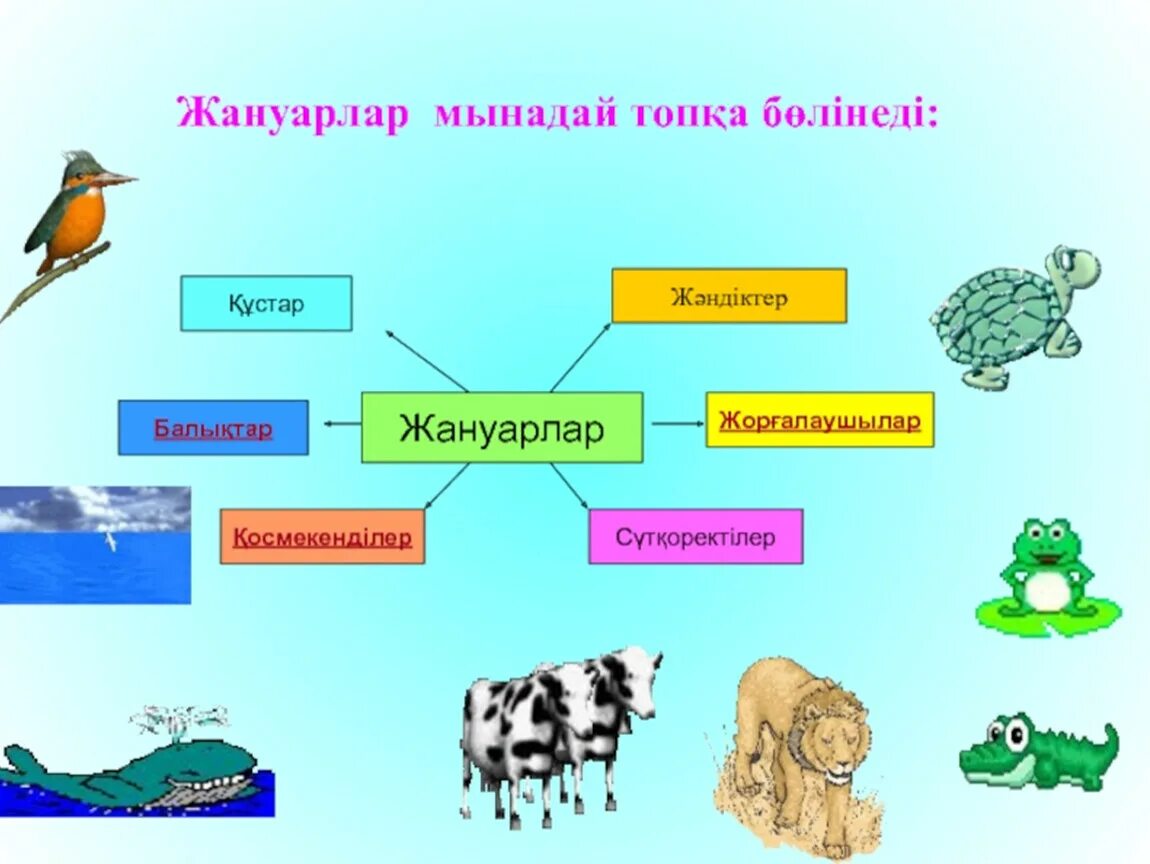 Құстар мен жәндіктер. Жануарлар. Жаратылыстану для презентация. Жанyарлар. Биология суреттері.