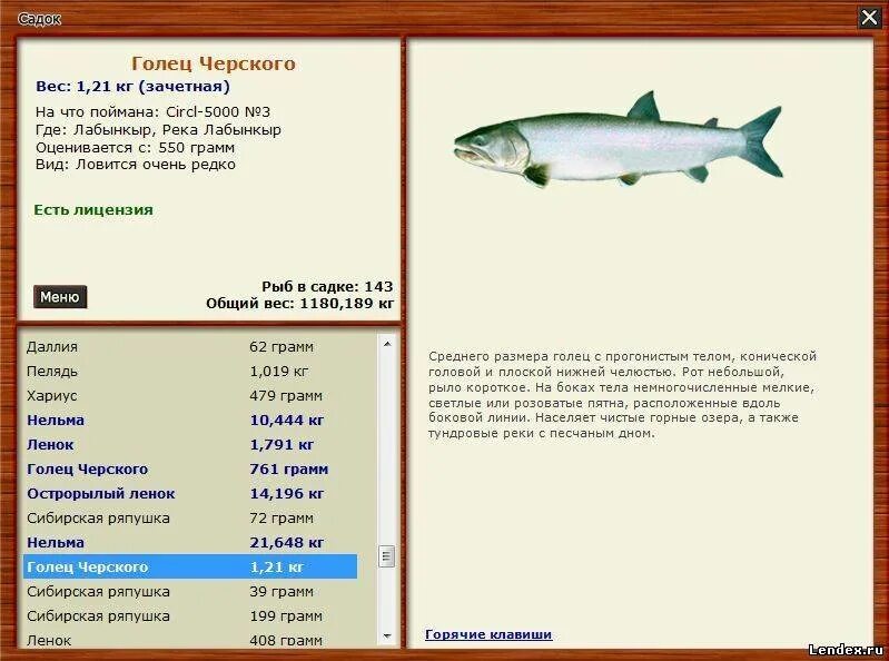 как ловить нельму. осетр реальная рыбалка. реальная рыбалка река лена. русская рыбалка 3 7 4 подкаменная тунгуска нельма. нельма вес рыбы.