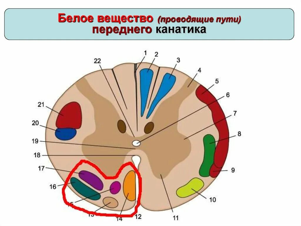 Проводящие пути переднего канатика таблица. Проводящие пути белого вещества. Схема расположения проводящих путей в спинном мозге. Проводящие пути передних канатиков.