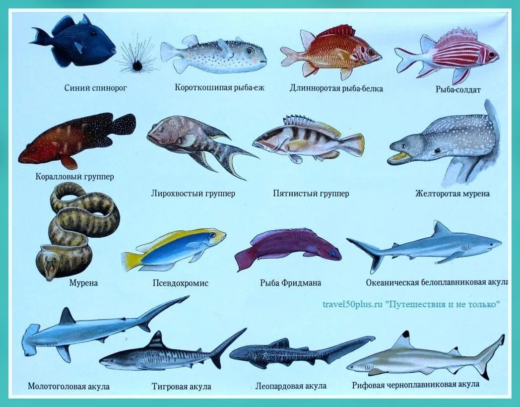 Таблица обитатели красного моря. Морская рыба названия. Рыбы красного моря с названиями. Рыбы с названиями для детей. Назови морскую рыбу