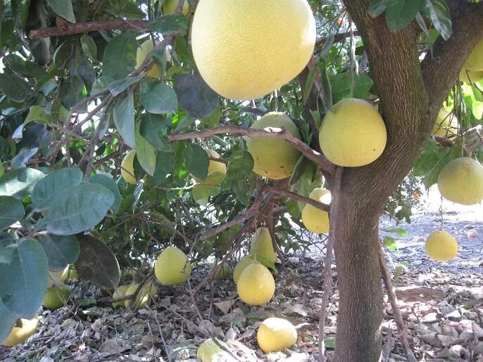 плантации помело. помело дерево. помело растет на дереве или на земле.