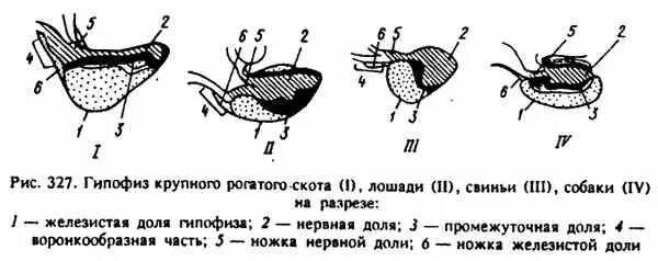 Гипофиз у животных. Гипофиз животных анатомия. Строение гипофиза животных. Строение гипофиза КРС. Гипофиз КРС анатомия.