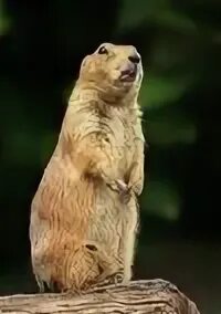 Бабак видео. Бабак. бабака. бабака нау. смешные картинки бабак алкой.