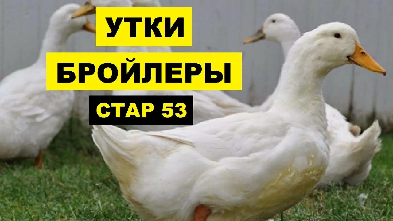 Утята Стар 53 подрощенные. Утка бройлерная старт 53. Утка породы Стар 53. Утка Стар-53 описание.