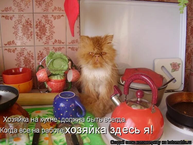 Кошка с хозяйкой. Кошка с хозяйкой. Хозяйка говорит. Котик в отпуске. Хозяйка говорит.
