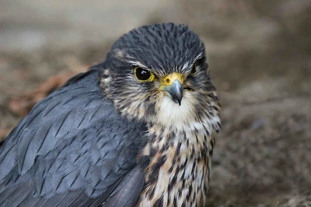 Merlin bird. Сокол дербник. Дербник самец. Дербник самка. Дербник птенец.