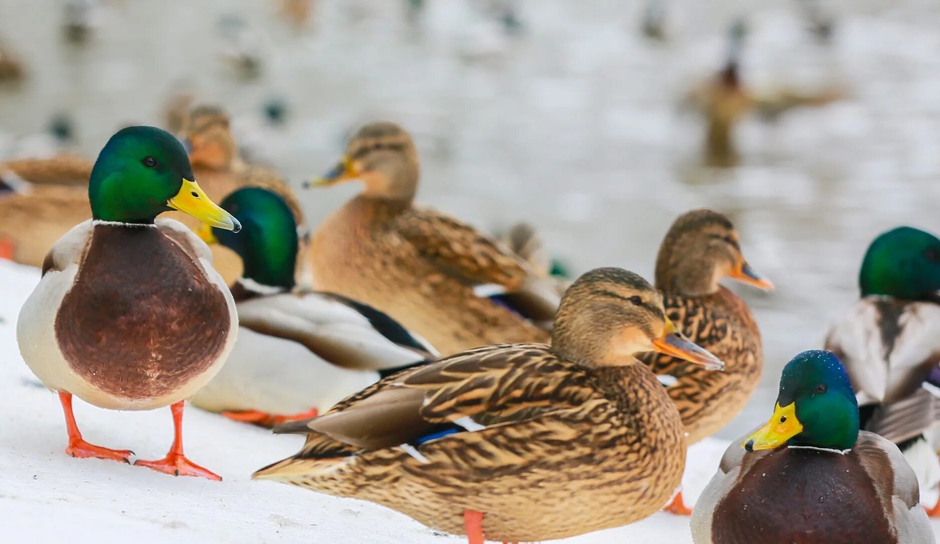 утки москвы царицыно. московская кряква. парк царицыно утки. утки в москве. кряква, чирок,огарь.