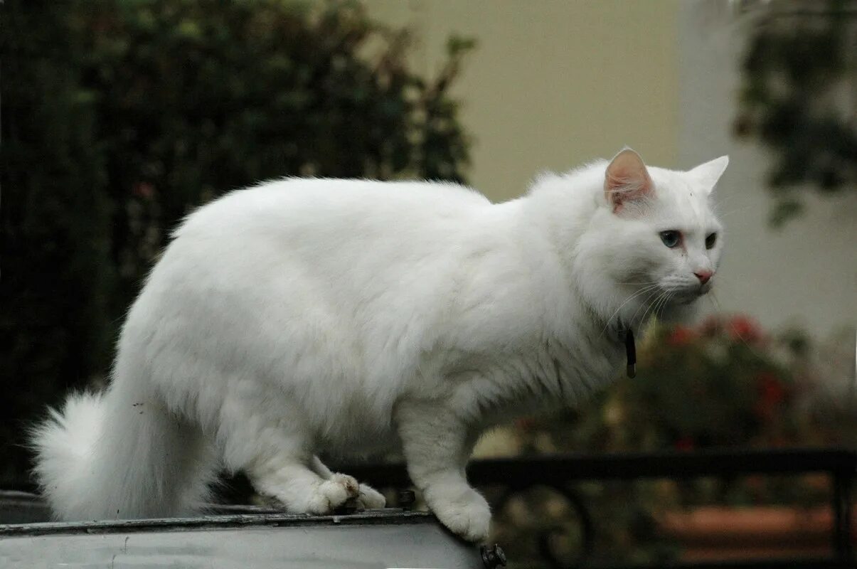 Турецкая ангорская кошка. Турецкая ангорская белая кошка. Белый ангорский кот. Порода кошек ангорская турецкая.