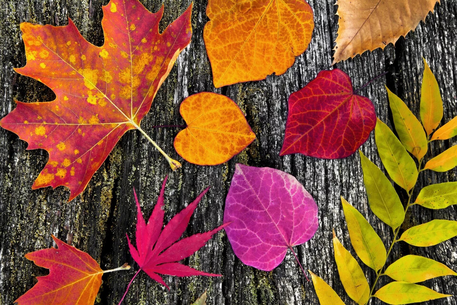 Картинки осенних листьев. Осенние листья. Листья осенью. Лис осень. Красивые осенние листья.
