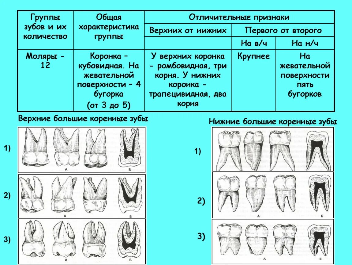 Зубы верхней челюсти анатомия. Анатомия зубов таблица. Зубы характеристика.