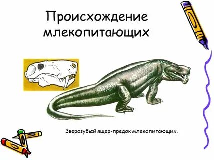 Млекопитающие возникновения