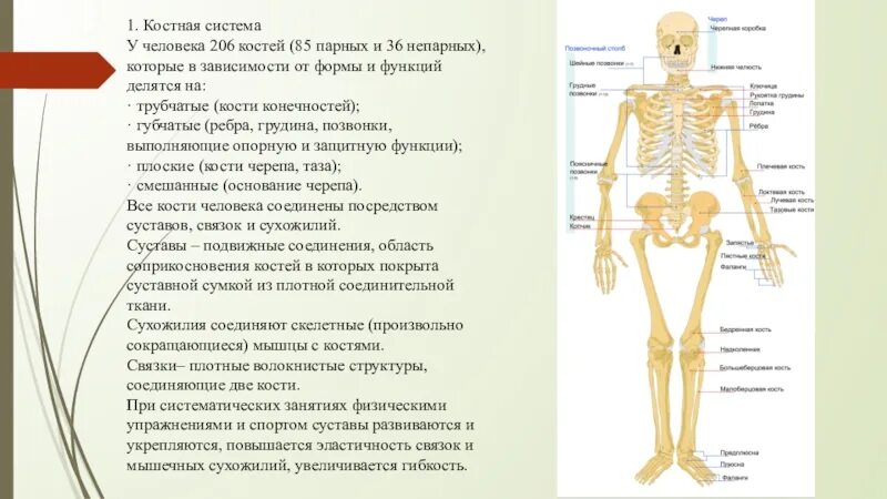 Костная система человека органы и функции. У человека 206 костей. Костная система человека физиологические особенности. 206 Костей в человеческом теле.