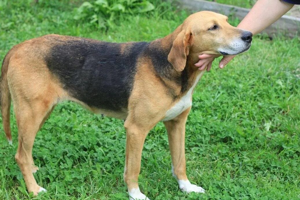 Пегая гончая. Русская гончая. Русская пегая гончая. Русская пегая гончая. Гончая шиллера.