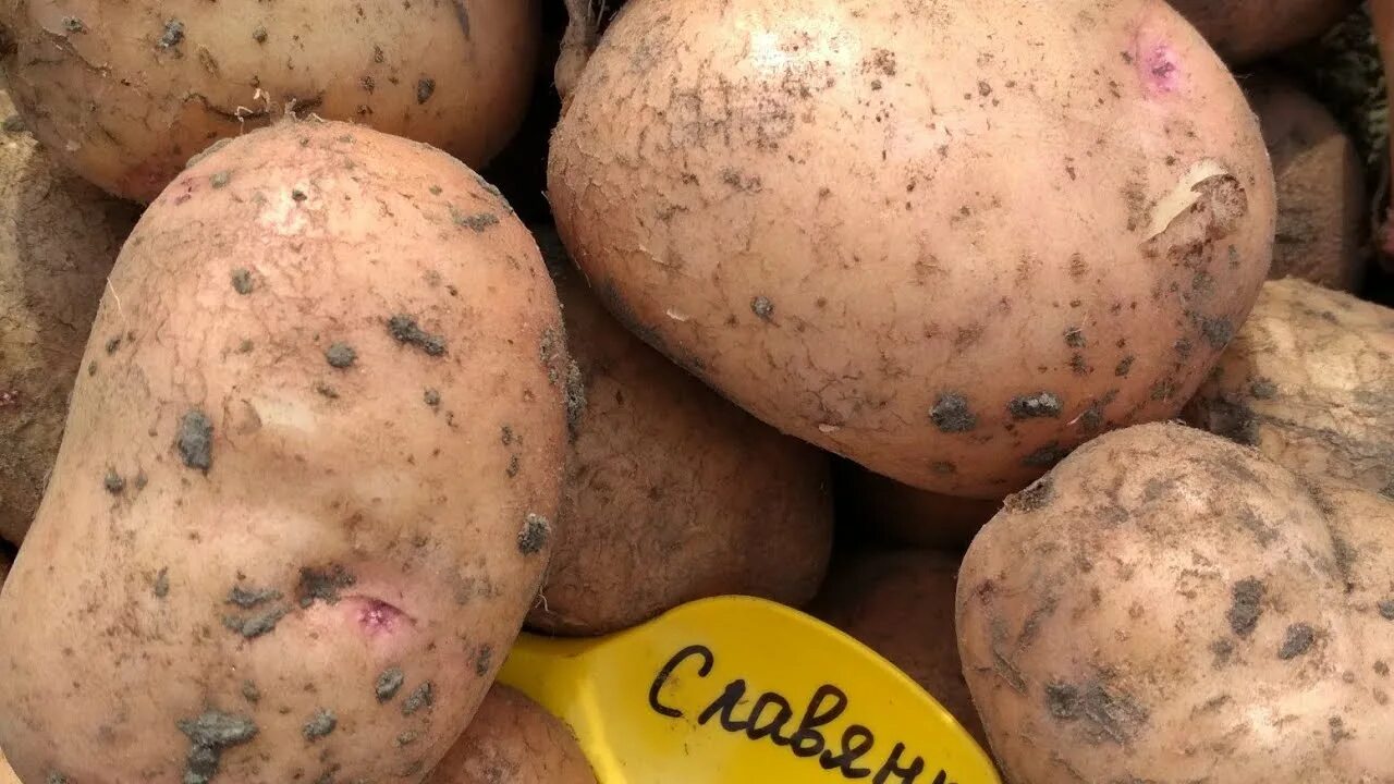 Районами в Чортовець - OLX.ua