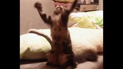 Включи коте зарядка
