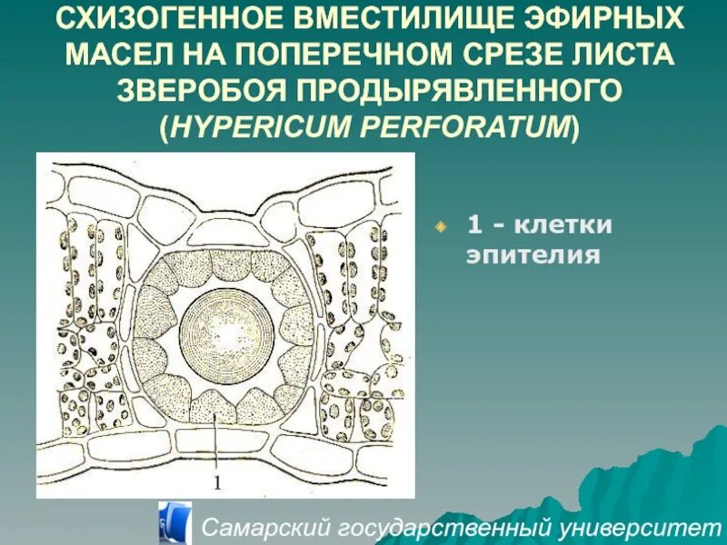 Наливное вместилище. Схизогенные и лизигенные вместилища. Вместилища у растений. Схизогенное вместилище. Схизогенное вместилище эфирных масел.