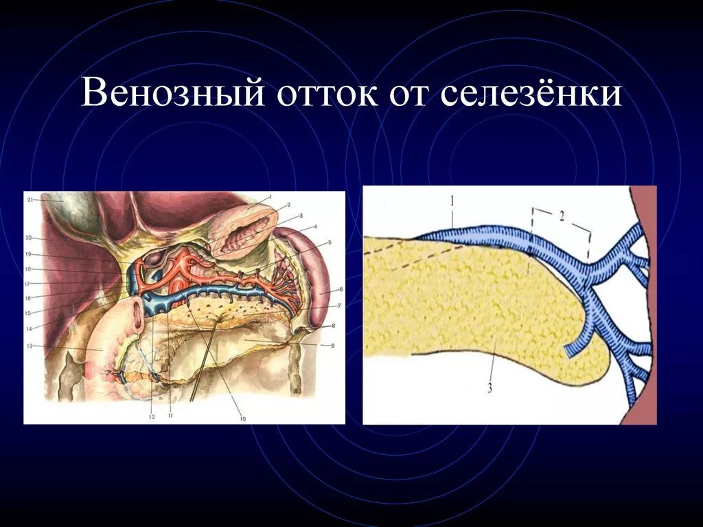 Селезенка тест. Селезенка топографическая анатомия. Венозный отток селезенки. Венозный отток от селезенки. Венозный отток селезенки анатомия.