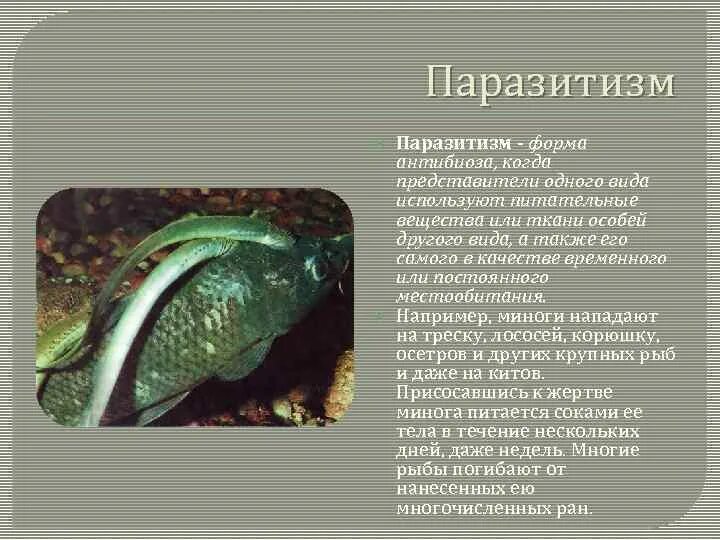 Что такое паразитизм кратко 5 класс. Паразитизм это в биологии. антибиоз паразитизм примеры. примеры паразитизма в биологии. тип взаимодействия паразитизм.
