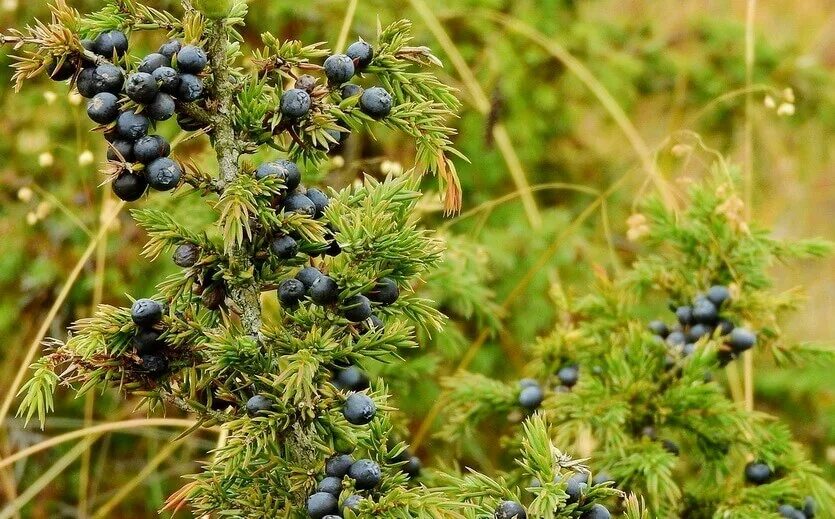можжевельник лесной ягоды