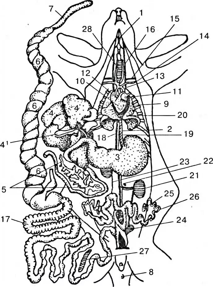 Внутренние органы кролика биология 8 класс. Лимфатическая система кролика анатомия. Внутреннее строение кролика биология. Внутреннее строение млекопитающих кролик.
