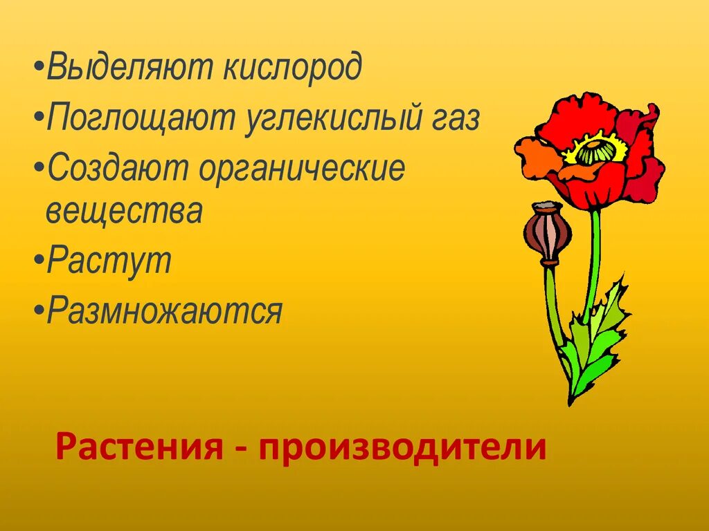 Растения производители. Растения производители 3 класс. Растения производители примеры. Растения производители 3 класс примеры.