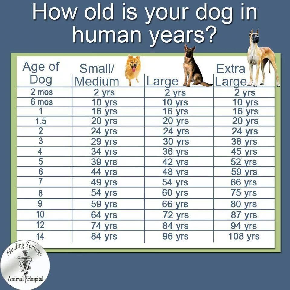 Как посчитать сколько собаке. Таблица возраста собак по человеческим меркам средних пород. Собаки 10 лет по человеческим меркам сколько лет таблица. Таблица возраста собак мелких пород. Таблица возраста собак по человеческим меркам мелких пород.