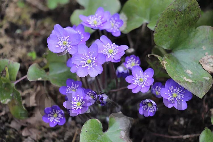 Перелеска печеночница. Печеночница благородная (hepatica Nobilis).